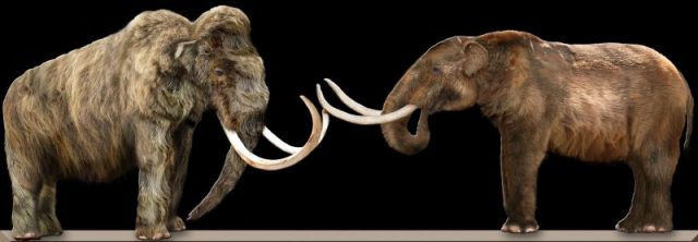Comparison of woolly mammoth (L) and American mastodon (R). Photo by Dantheman9758 CC BY-SA 3.0