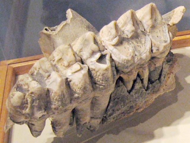 American mastodon molars.