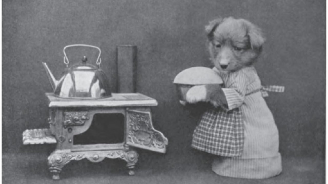 The Remarkable Turnspit Dog A Breed Specially Designed To Help In The Kitchen
