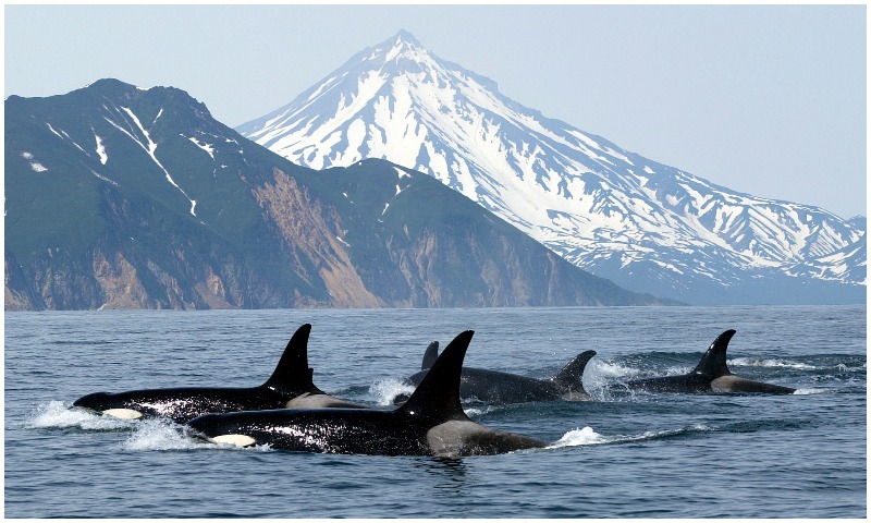 The Law of the Tongue: When Humans and Killer Whales Hunted Together