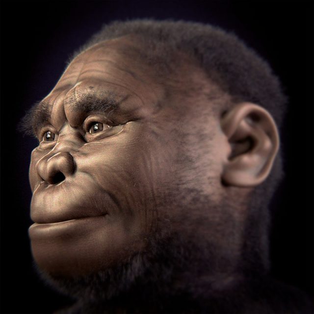 Reconstruction of female Homo floresiensis based on LB-1. Photo by Cicero Moraes CC BY 4.0