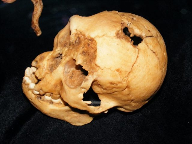 Top view of a cast of the LB1 skull. Ray from Queens, USA CC BY-SA 2.0