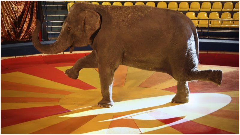 Thomas Edison, Nikola Tesla and the Sad Case of 'Topsy' the Circus Elephant