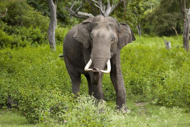 Indian elephant bull in musth in Bandipur National Park. Photo by Yathin S Krishnappa CC BY-SA 3.0