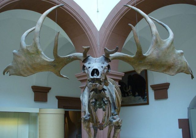 Skeleton on display with antlers spanning 2.7 m (8.9 ft) and a mass of 40 kg (88 lb). Photo by AtiradorCC BY-SA 3.0