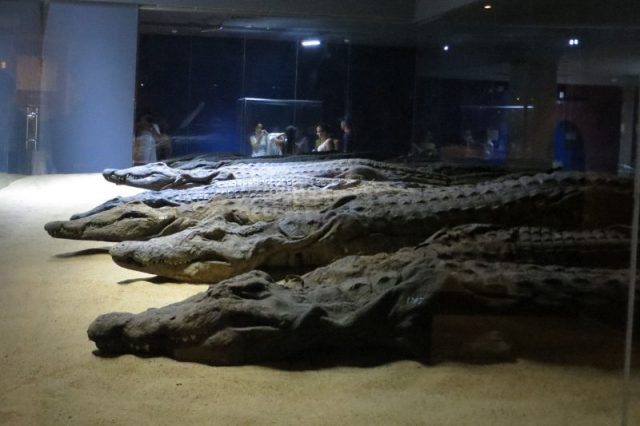 Mummified crocodiles. The Crocodile Museum, Aswan. Photo by JMCC1 -CC BY-SA 3.0