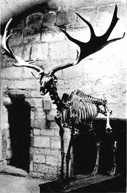 Skeleton of Irish Elk, Isle of Man, 1904.