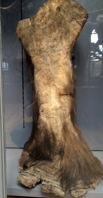 Mammoth hair and skin, preserved in Siberian ice Photo by Matt Mechtley CC BY SA 2.0