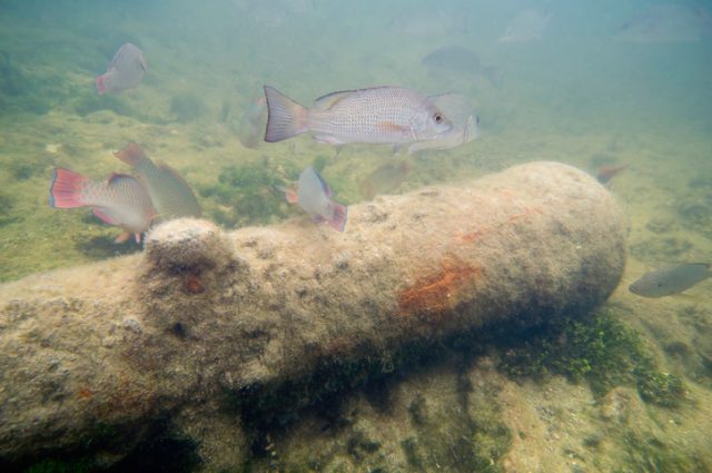 Sunken old cannon with some fish swimming around.