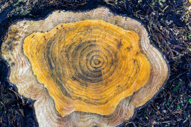 Close up view of a tree trunk showing the annual growth rings.
