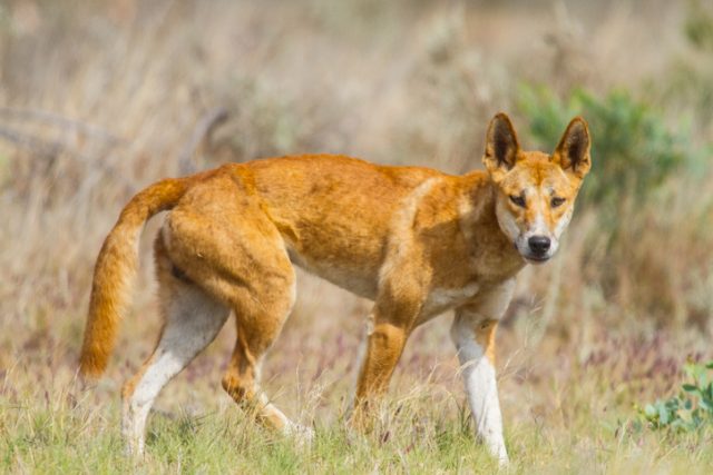 Dingo in Exmouth, Western Australia