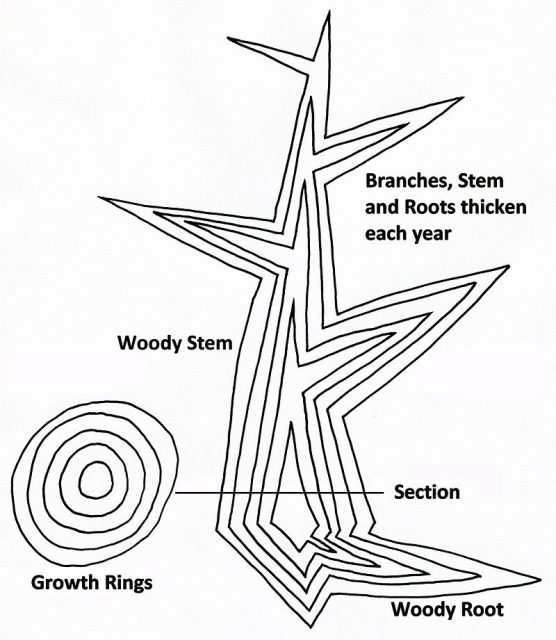 Diagram of secondary growth in a tree showing idealized vertical and horizontal sections. A new layer of wood is added in each growing season, thickening the stem, existing branches, and roots to form a growth ring. Photo by Chiswick Chap CC By SA 4.0