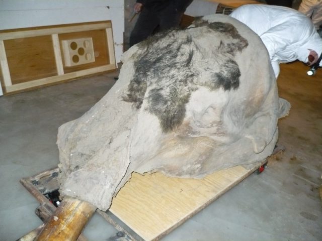 Head of the “Yukagir Mammoth”; the trunk is not preserved. Photo by synchroswimr CC BY 2.0