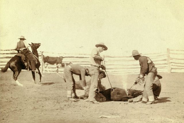 Branding calves, 1888. Many rodeo events were based on the real life tasks required by cattle ranching.