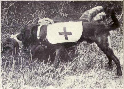 Ambulance dog during WWI