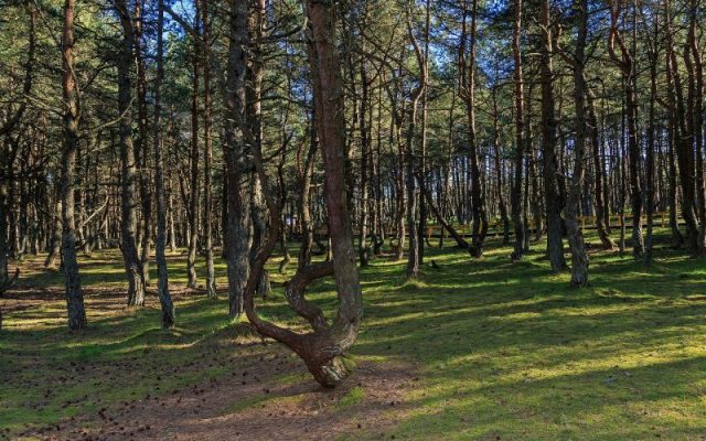 Curonian Spit in Kaliningrad Oblast (Russia). Dancing Forest.