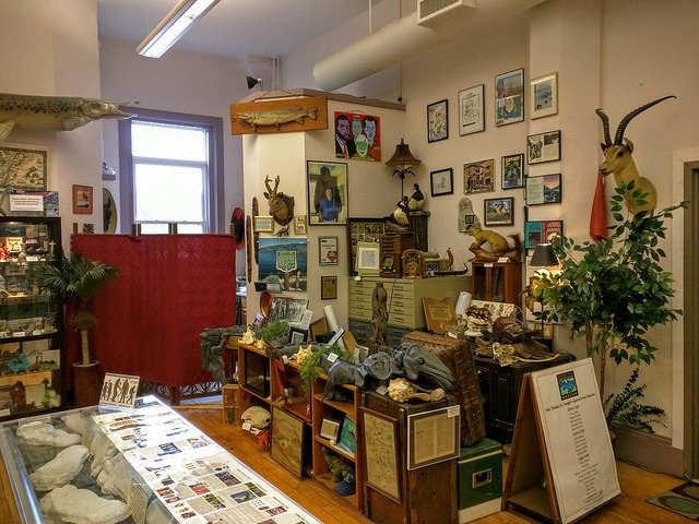 Inside the International Cryptozoology Museum. Photo by sporst CC By 2.0