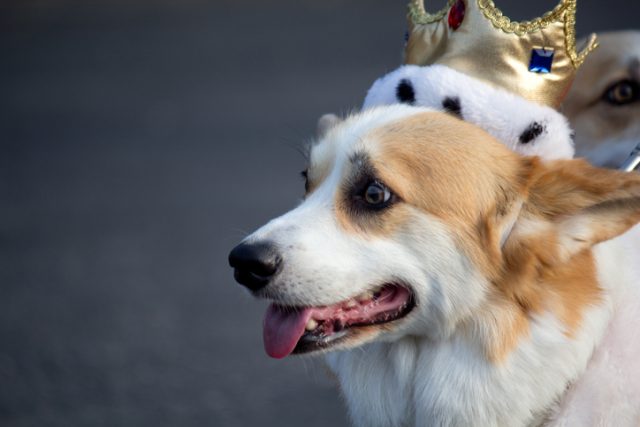 A Corgi dog wearing a crown