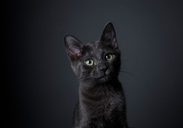 Could this cute black kitten really be in cahoots with the devil?