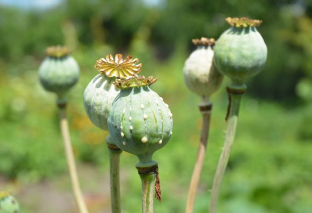 Close up on Papaver somniferum, the opium poppy cultivation