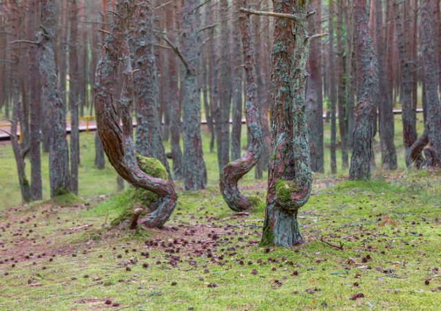 Dancing forest, Curonian Spit, Kaliningrad Oblast, Russia.
