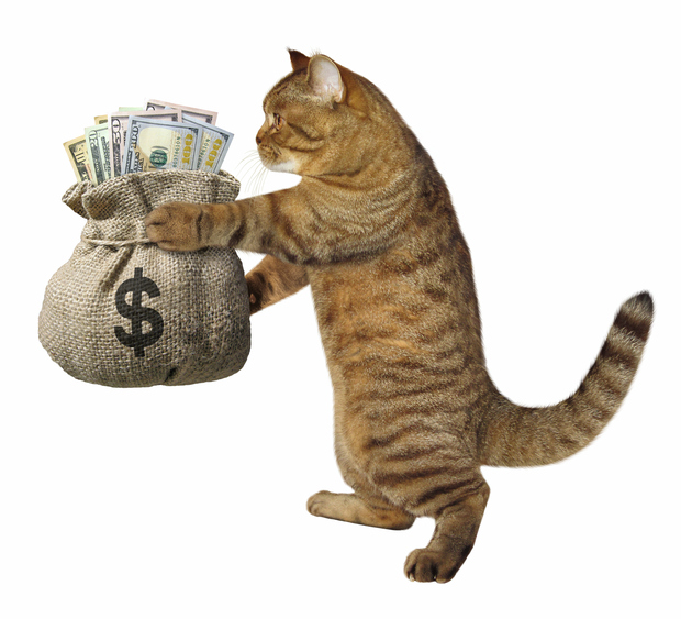 Shroyer’s defense for robbing a bank – “The cat made me do it.”