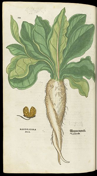 Mandragora (Mandrake) plant. Photo by Welcome Images CC BYS A 4.0