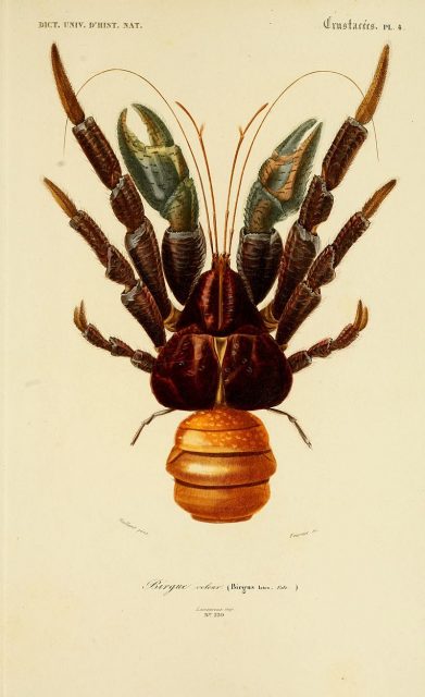 Print of a coconut crab from the Dictionnaire d’Histoire Naturelle of 1849.
