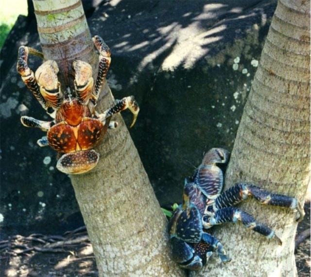 Coconut crabs vary in size and coloring. Photo by Brocken Inaglory CC BY-SA 3.0