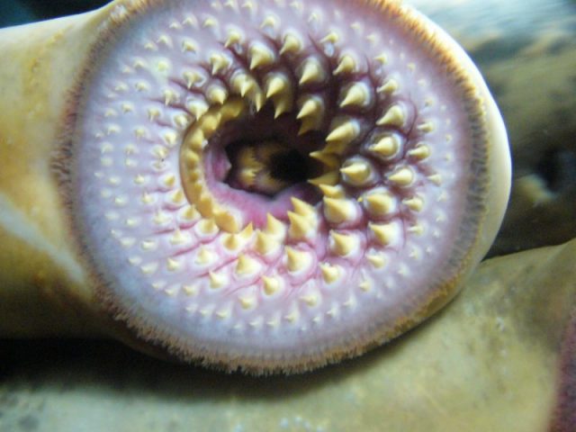 Mouth of a sea lamprey, Petromyzon marinus. Photo by Drow male CC BY-SA 3.0