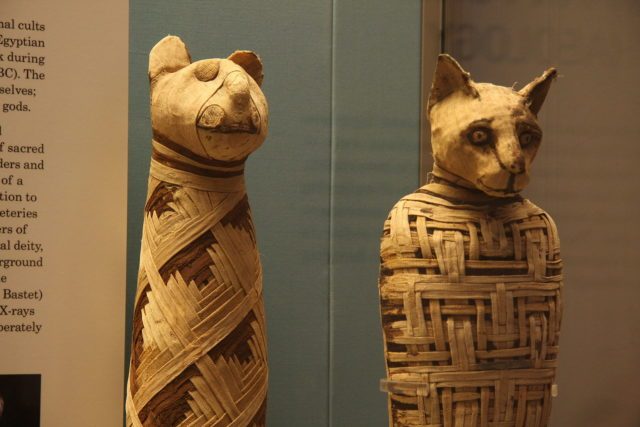 Egyptian mummies of animals in the British Museum. Photo by Mario Sánchez CC BY-SA 2.0