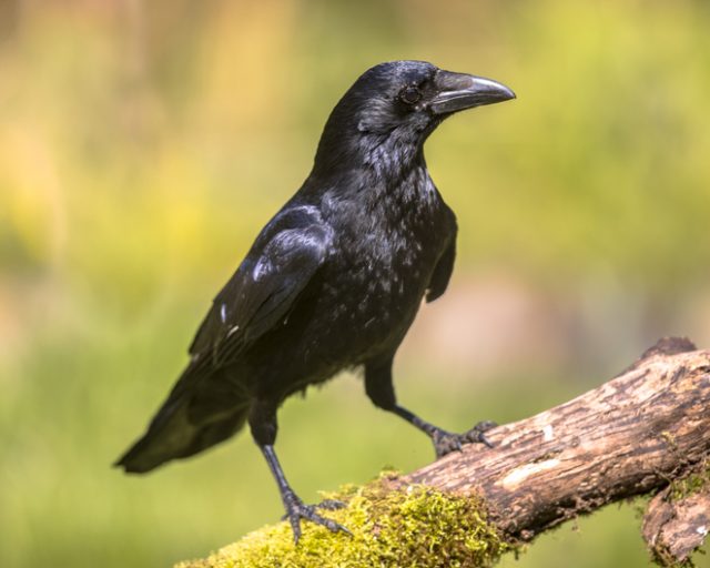 Black Carrion Crow (Corvus corone).