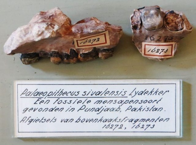 Jaw fragments of P. sivalensis. Photo by Ghedoghedo CC BY-SA 3.0
