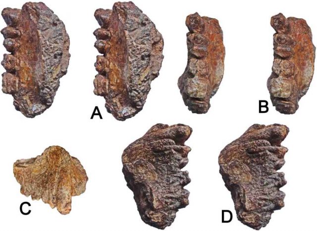 Images of the 10.8-million-year-old upper jaw fragment of the Sivapithecus, an extinct ape, from Kutch, Gujarat. Photo by Journal Plos One CC BY SA 4.0