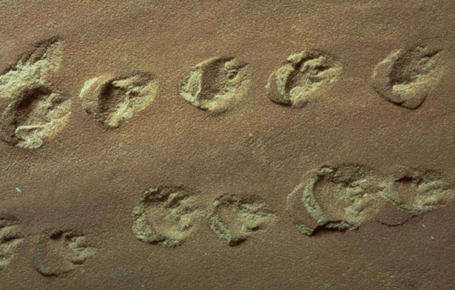 Lizard-like animals left their footprints in Coconino Sandstone.