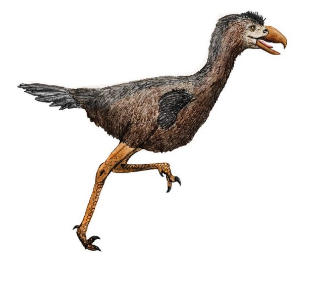 Reconstruction of the phorusrhacid bird Llallaavis scagliai, from the Pliocene of Argentina. Photo by Rextron CC BY-SA 4.0