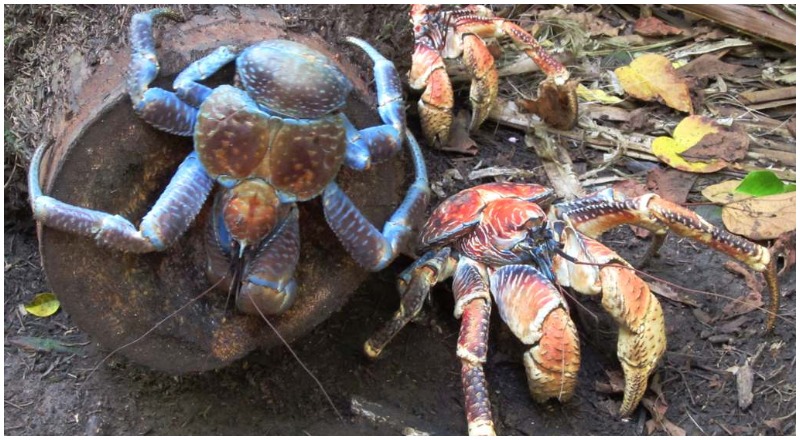 Coconut Crab