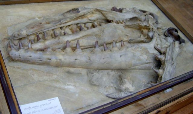 The Mosasaurus hoffmannii skull found in Maastricht between 1770 and 1774. Photo by FunkMonk CC BY-SA 3.0