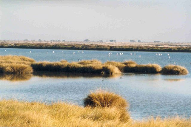 Marshes of Doñana in Huelva province Photo by Technische CC BY-SA 3.0