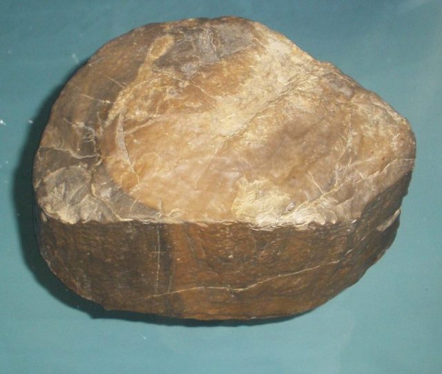 Fossil of Prototaxites, an extinct ‘plant’. Photo by Ghedoghedo CC BY-SA 3.0