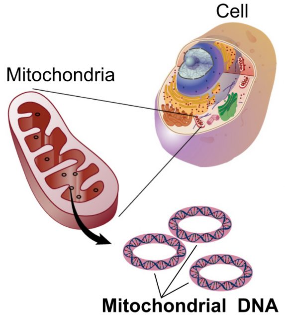 Mitochondrial DNA is the small circular chromosome found inside mitochondria. These organelles found in cells have often been called the powerhouse of the cell. The mitochondria, and thus mitochondrial DNA, are passed only from mother to offspring through the egg cell.