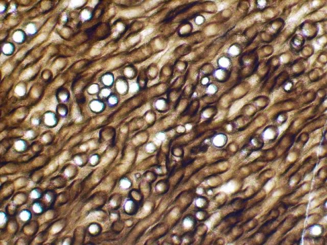 The microstructure of Prototaxites under a light microscope.