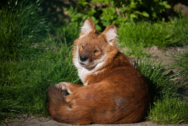 Ussuri dhole (Cuon alpinus alpinus), also known as the Indian wild dog.