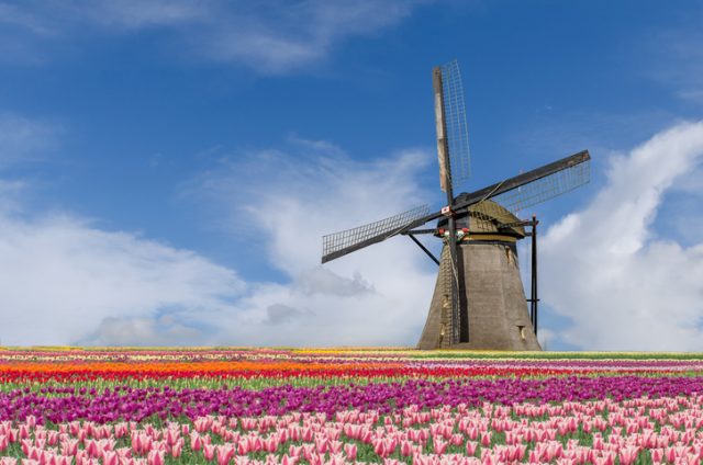 Landscape of Netherlands – tulips and windmills in Amsterdam, Netherlands.