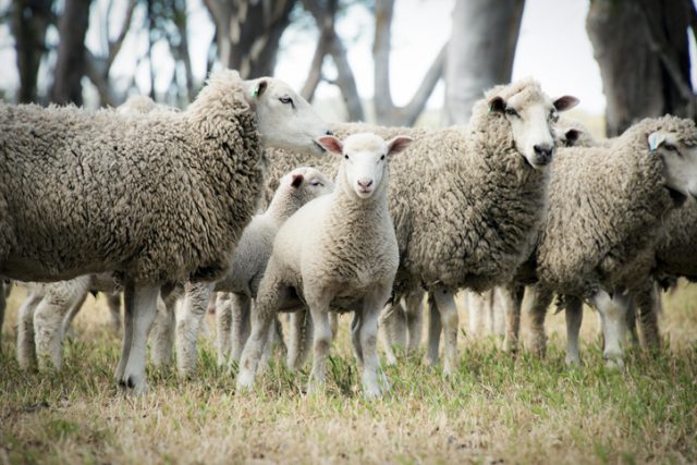 Lamb amongst sheep looking into camera