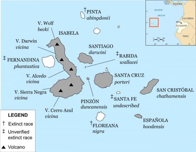 Galápagos archipelago annotated with ranges of currently recognised species of Galápagos tortoise, islands with surviving species are shaded. Photo by Fallschirmjäger CC BY-SA 4.0