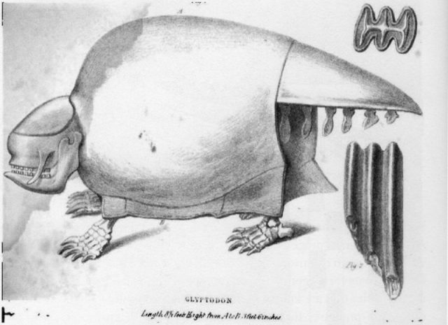 Richard Owen’s 1839 reconstruction of a Glyptodon skeleton; teeth at right.