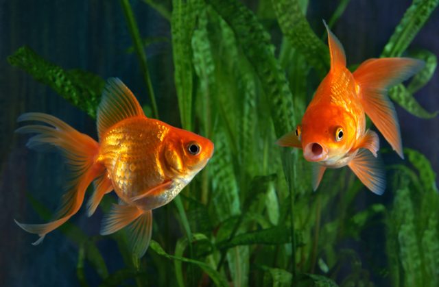 Goldfish Vore