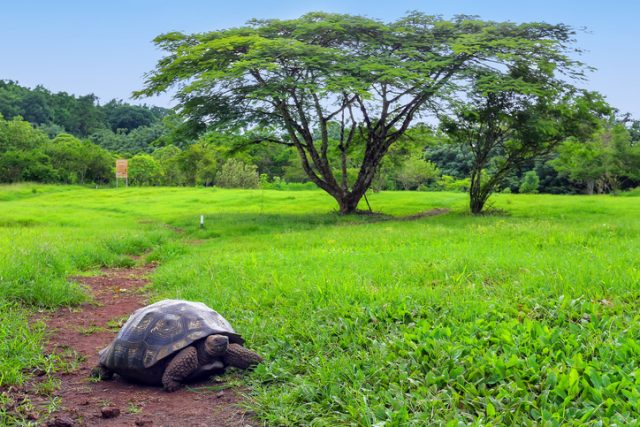 Galapagos giant tortoise (Geochelone elephantopus) on Santa Cruz Island in Galapagos National Park, Ecuador. It is the largest living species of tortoise.