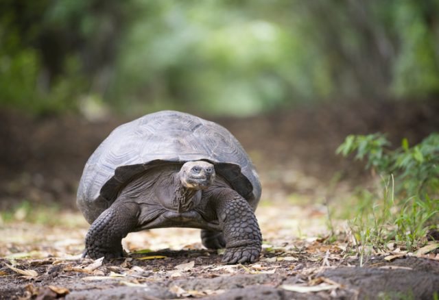 Unique photo of a huge fully grown Galapagos Giant Tortoise in wildlife. Highlands, Santa Cruz, Galapagos Islands, Ecuador.
